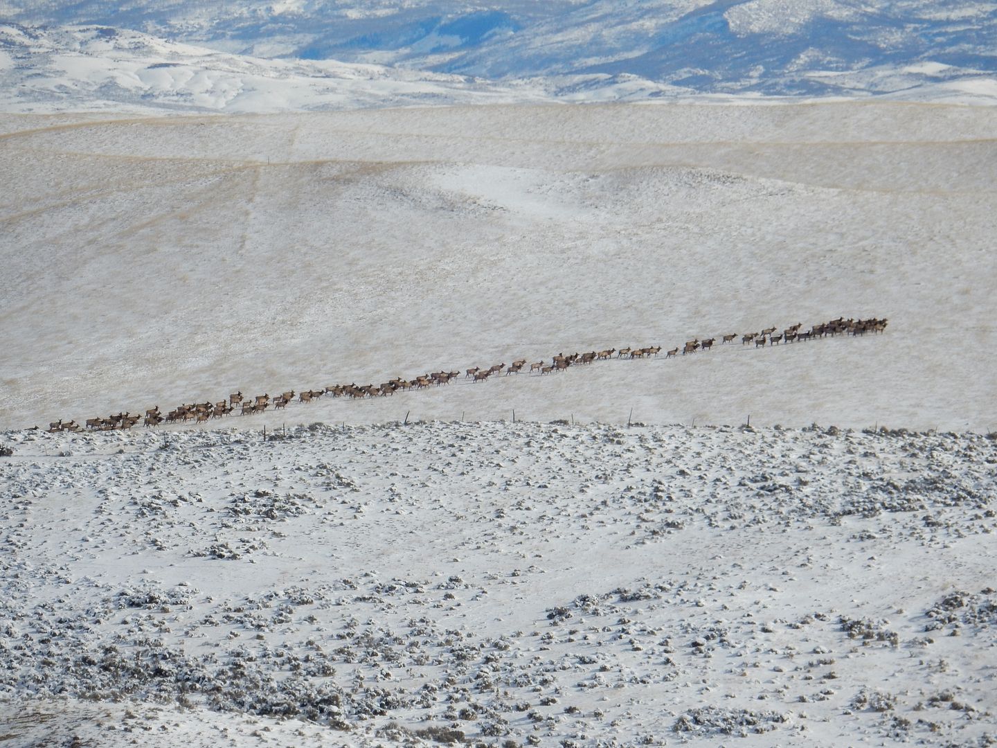 Field dressing and quartering an Elk in the field. (Show me the knives you use)